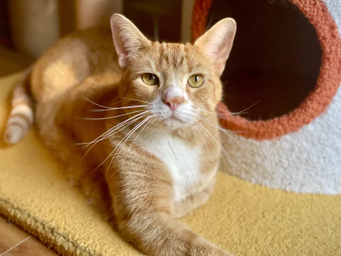 an orange cat rests at the base of a cat tree
