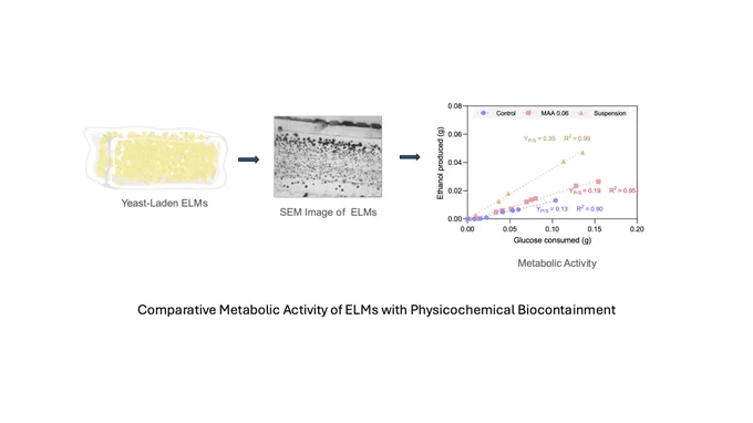 A schematic showing comparative metabolic activity of suspension cultures and ELMs with physicochemical biocontainment. Source: https://doi.org/10.26434/chemrxiv.10001975/v1