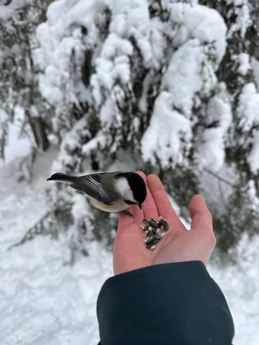 A black-capped chickadee perches on a person’s open hand, pecking at sunflower seeds, with snow-covered trees in the background. 