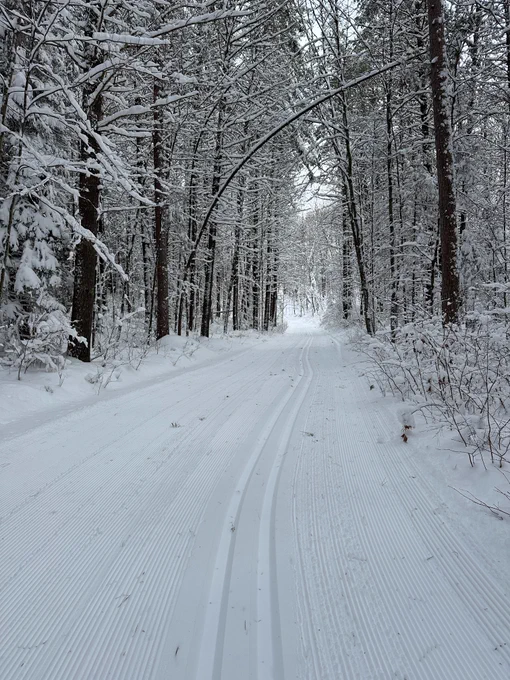A snow-covered forest trail stretches straight ahead between tall trees, with branches heavy with fresh snow and groomed tracks visible on the trail surface.