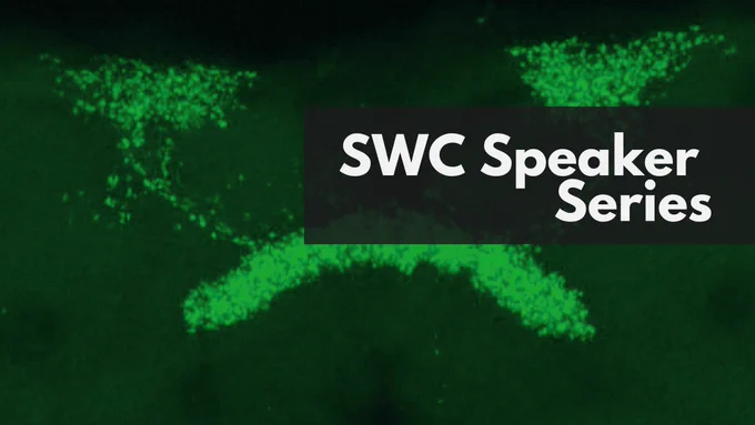 Maximum intensity projection of a fly midbrain where dorsal fan-shaped body neurons have their mitochondria labelled green, overlaid with ‘SWC Speaker Series’
