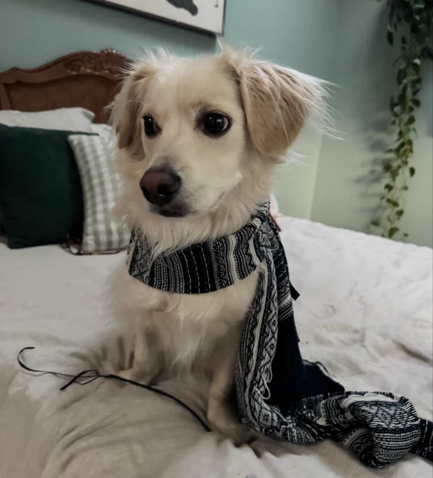 The "Arlo" referenced in the app mentioned in the previous post. He is a dog and also a very good boy.
