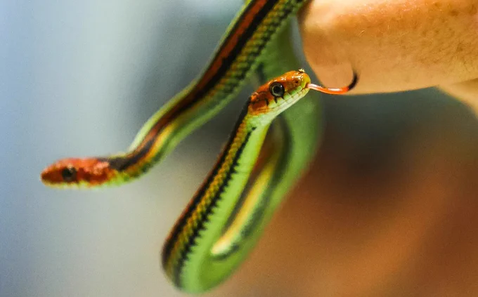 Phot of conservation specialist at the SF Zoo holding four-month-old San Francisco Garter Snakes. [Photo Credit: Ray Chavez/Bay Area News Group]