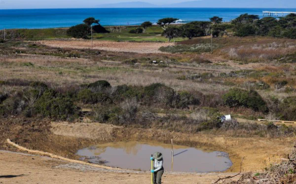 Phot of work on enhanced frog & snake habitat at Mori Point with Sharp Park in the background. [Photo credit San Jose Mercury-News]