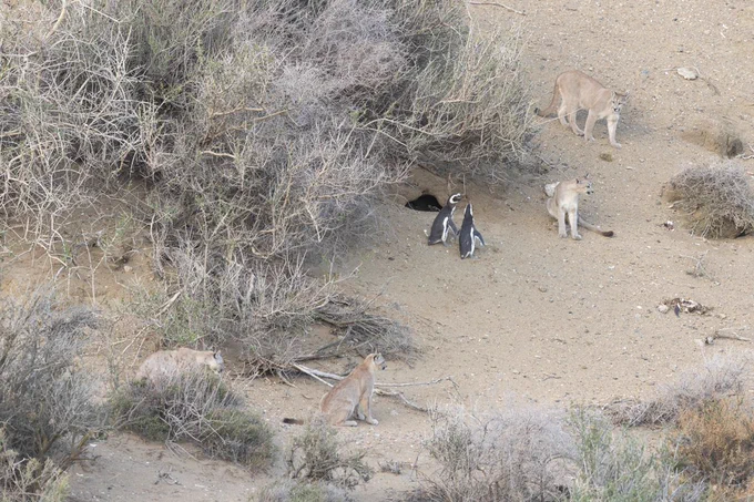 A photo of a several pumas in a natural environment closing in on two penguins.