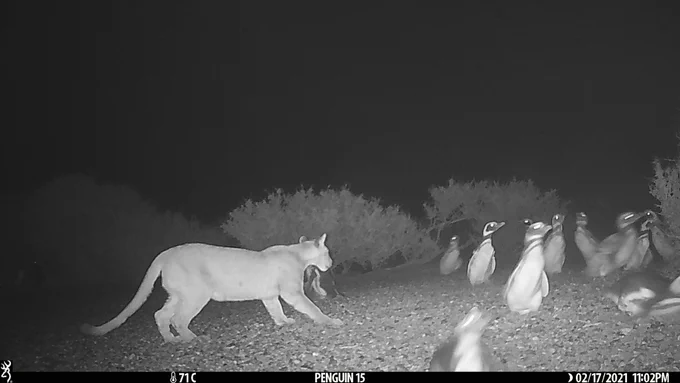 A black and white camera trap photo that shows a puma stalking a group of penguins.