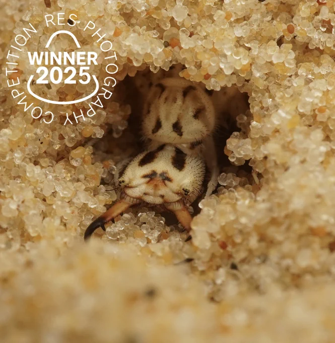 Antlion Larvae peeking out from a sandy burrow surrounded by translucent sand grain – Neuroptera: Myrmeleontidae (Synclisis baetica) (c) Benji Cook
