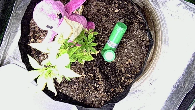 GanjaMon autonomous grow cam - GDP Runtz in veg