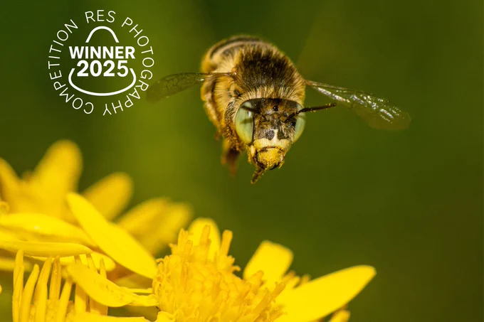 A bee flying above flowers at Lackford Lakes in Suffolk.

Four-banded flower bee – Hymenoptera: Apidae (Anthophora quadrimaculata) (c) Jack Brackley