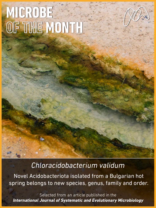 A thermal spring in Rupite. Text reads “Microbe of the Month – Selected from IJSEM” and “Chloracidobacterium validum” A caption below explains how it belongs to a new species, genus, family and order.