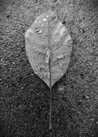 COMP-4: Laura-Mayhew-Manchon - "Fall"