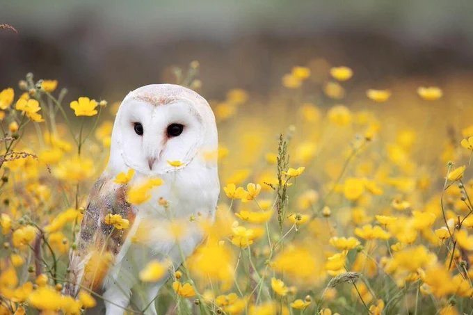 Photo of an owl standing in a yellow meadow. 