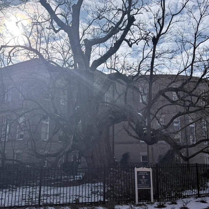 Champion Tree