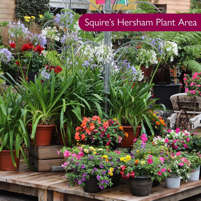 Squire's Hersham were awarded 2nd place in the Ruxley Rose Award for UK Best Plant Area.
