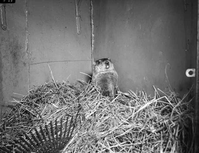 [ID: Pictured is a photo of Hay-mates at the Forest Park Zoo are "Oscar IV," the groundhog. They're bedded down together in the chimpanzee house so that Oscar IV won't tunnel his way out and be missing on February 2nd. Published in the Fort Worth Star-Telegram morning edition, November 20, 1940. This photo is part of the Fort Worth Star-Telegram Collection. It is also part of the UTA Libraries Digital Gallery. It can be viewed online at https://library.uta.edu/digitalgallery/img/20162813.]