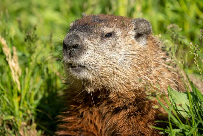 Close-up of a groundhog resting in green grass with sunlight highlighting its fur and whiskers.