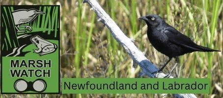 The MarshWatch logo and a Common Grackle in a marsh with text Newfoundland and Labrador
