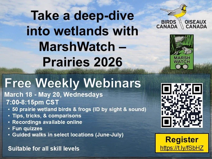 Birds Canada and MarshWatch logo laid over a wetland image with the text: Take a deep dive into wetlands with MarshWatch – Prairies 2026, Free Bi-Weekly Webinars. March 18 – May 20, Wednesdays, 7:00 – 8:15 pm CT, 50 wetland birds and frogs (ID by sight and sound), Tips, tricks and comparisons, Recording available online, Fun Quizzes, Self-guided activities.  Suitable for all skill levels.