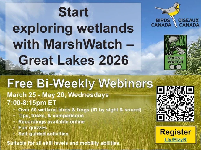 Birds Canada and MarshWatch logo laid over a wetland image with the text: Start exploring wetlands with MarshWatch – Great Lakes 2026, Free Bi-Weekly Webinars. Marh 25 – May 20, Wednesdays, 7:00 – 8:15 pm ET, Over 50 wetland birds and frogs (ID by sight and sound), Tips, tricks and comparisons, Recording available online, Fun Quizzes, Self-guided activities.  Suitable for all skill levels and mobility abilities (see link in post for the details)