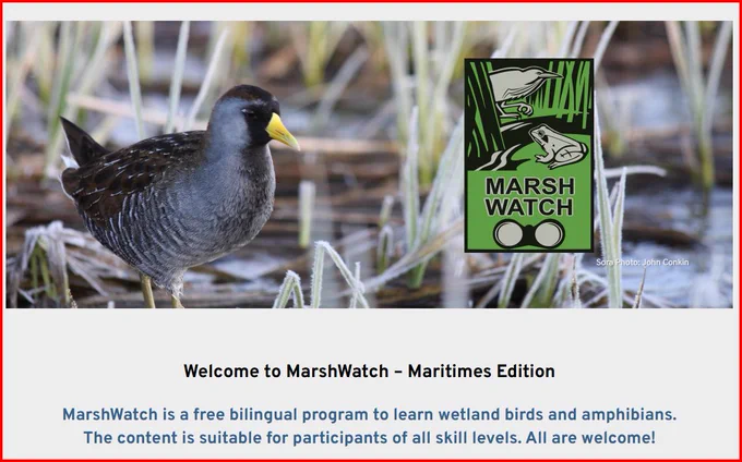 A Sora in a marsh.  It's yellow bill standing out against the brown winter marsh colours.  Included the MarshWatch logo. Text is Welcome to MarshWatch - Maritimes Edition, MarshWatch is a free bilingual program to learn wetland birds and amphibians. the content is suitable for participants of all skill levels. All are welcome!