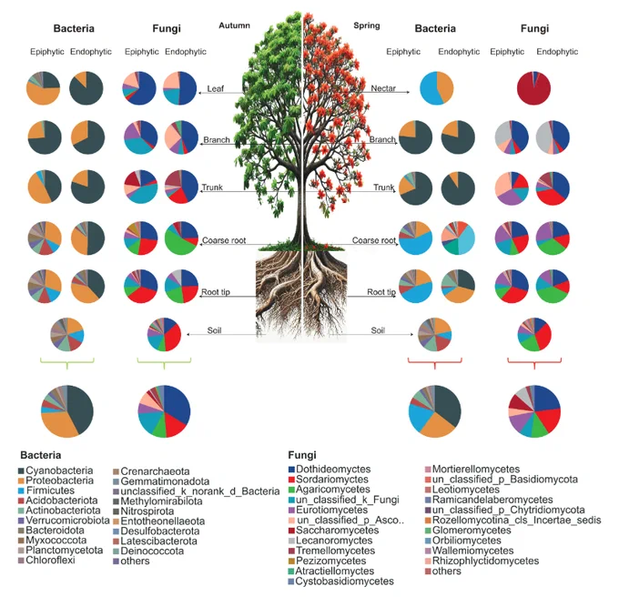 Relative abundance of the dominant bacterial phyla and fungal class averaged across endophytic and epiphytic niches of plant parts (nectar, leaf, branch, trunk, coarse root, root tip) and soil in different seasons (autumn and spring) in rice growing fields of B. ceiba.