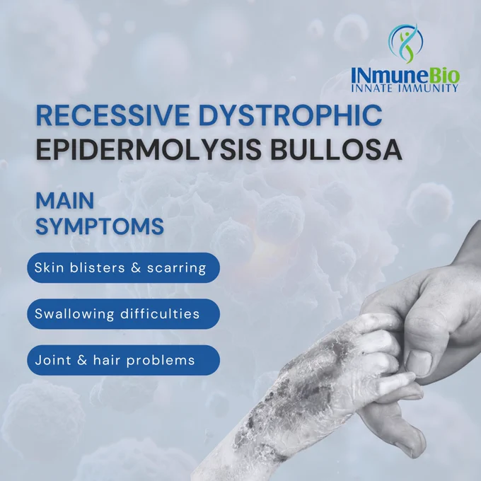 Awareness graphic for INmune Bio highlighting Recessive Dystrophic Epidermolysis Bullosa (RDEB). The graphic displays the condition name prominently along with a section titled “Main Symptoms,” listing skin blisters and scarring, swallowing difficulties, and joint and hair problems. The INmune Bio Innate Immunity logo appears at the top, with a grayscale image of a child’s hand being gently held by an adult on the right side.