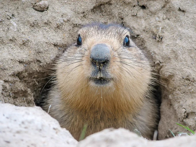 A groundhog peeks its head out of a burrow 