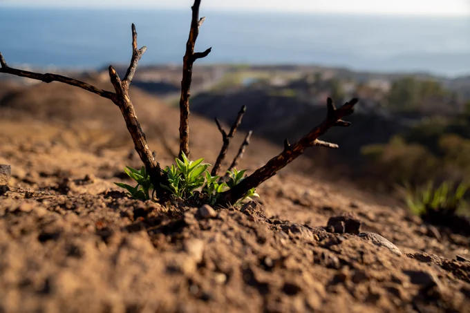 Plant regrowth in the burn scar.