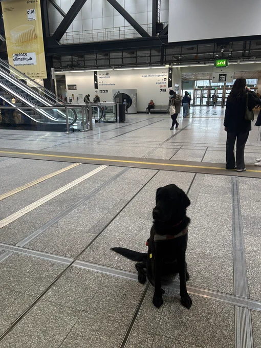 Mon chien guide au milieu de la cité des sciences.