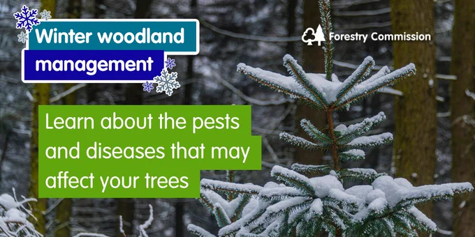 Image of snowy trees and the words, learn about the pests and diseases that may affect your trees.