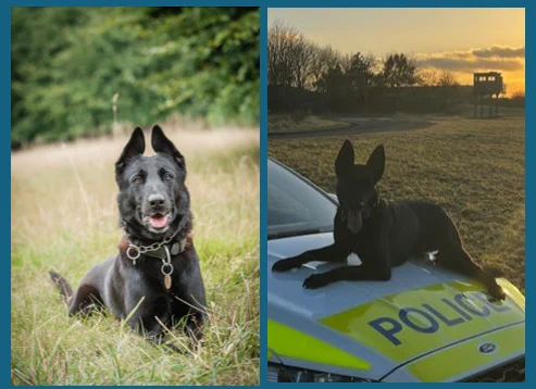 Pictures of PD Bonnie and PD Molly