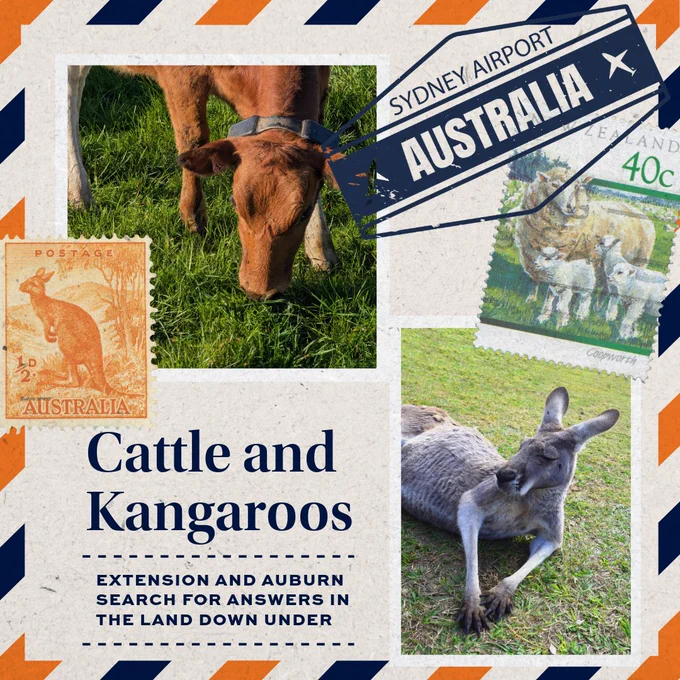 Collage image featuring a cow grazing and a kangaroo resting, with vintage-style Australian stamps and a Sydney Airport luggage tag included.