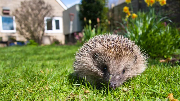 A hedgehog out in the day, in the open, is in urgent need of treatment from a rescue (never a vet).