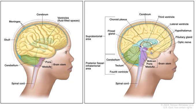 Anatomical side view of the brain highlighting structures like the cerebrum, cerebellum, ventricles, pineal gland, and spinal cord.