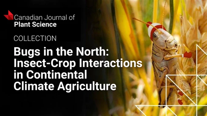 Close-up of a grasshopper on wheat stalks illustrating insect-crop interactions in northern continental agriculture.