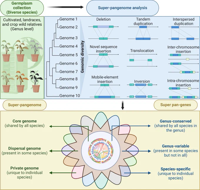 The germplasm collection from distinct geographic backgrounds includes cultivated species, landraces, and wild relatives, which serve as a foundation for super-pangenome analysis. The genomic diversity discovered across multiple genomes (e.g., genomes 1–10 from different species within a genus) includes diverse structural variations. It is then classified into the super-pangenome concept, which comprises the core, dispersal, and private genomes. Similarly, genes within the super-pangenome are classified into super pan-genes, including genus-conserved, genus-variable, and species-specific genes. This dataset facilitates the examination of genetic diversity and evolutionary relationships at the genus level, which offers insights into crop improvement and breeding programs. Created with BioRender.com.