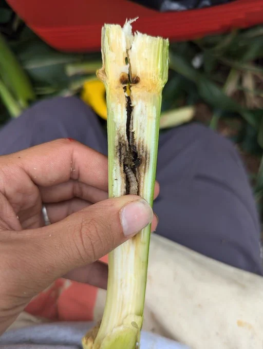 Close-up of a corn stalk showing tunneling and feeding damage caused by European corn borer larvae, with the caterpillar visible inside the damaged plant tissue.