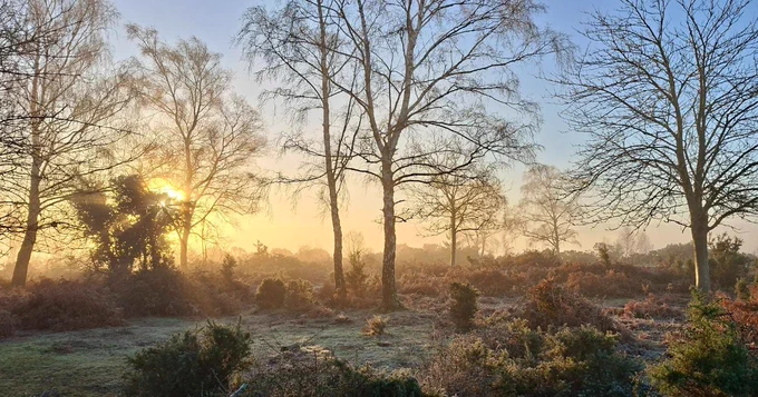 A dawn landscape photo taken in the New Forest with a winter sunrise through trees over a heathland