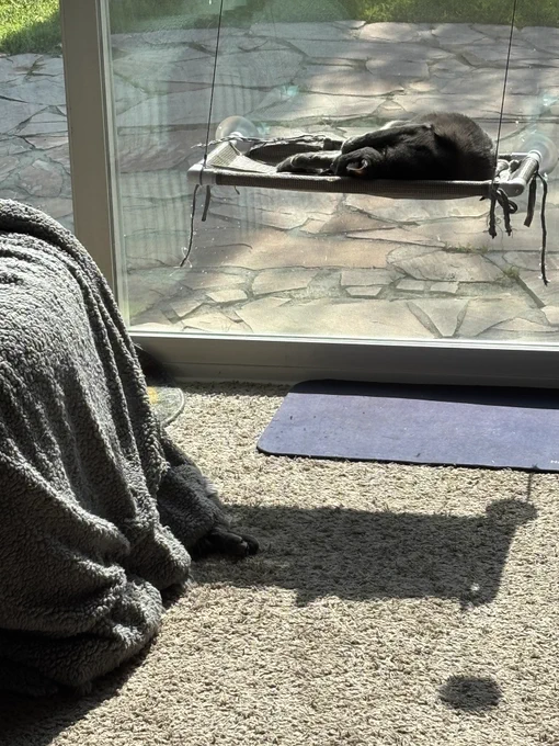 A grey cat melty in a sun spot on a window seat. The paws of another cat peeking out from under a blanket draped over a chair, her paws in the shadow cast by the window seat.