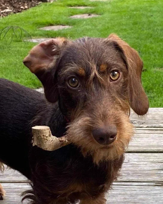 a brown wire-haired pup stands on a wooden deck in a grassy yard. he looks at us with golden eyes and his right ear flipped inside out. he has a pipe-shaped stick in his mouth, giving him the appearance of a sophisticated and dapper gentleman. just give him a deerstalker cap and a cloak, and he'd give Sherlock Holmes a run for his money.
