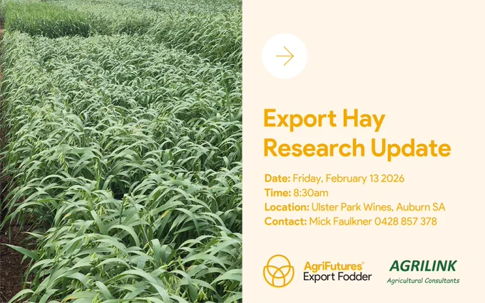 Dense green hay crop growing in a field under natural light, showcasing AgriFutures Export Fodder Program research update on Friday 13 February in Auburn, South Australia.