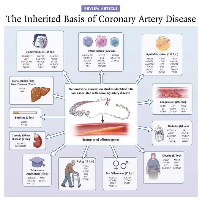 Review Article
The Inherited Basis of Coronary Artery Disease

An illustrated diagram of the genomic loci associated with coronary artery disease.