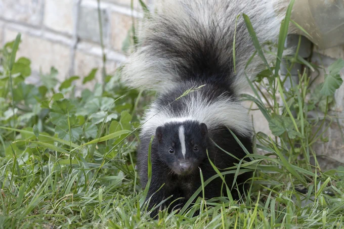 A black-and-white striped skunk is standing on green grass next to a brick building.