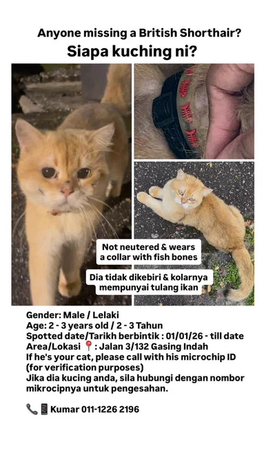 Missing cat poster — three pictures of a light ginger British shorthair