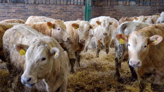 Cows