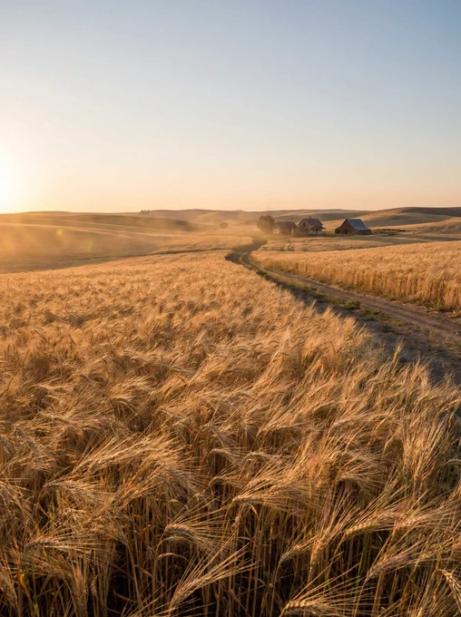Golden wheat fields stretch toward a distant farmhouse, bathed in warm sunlight under a clear sky. A winding path meanders through the landscape.