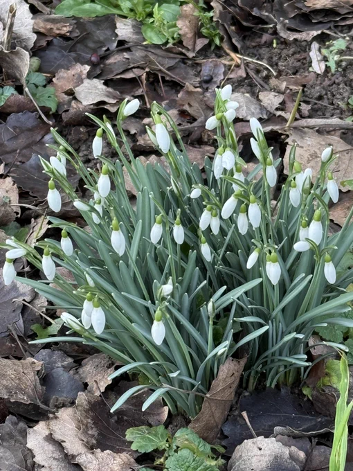 Snowdrops blooming white in England.
