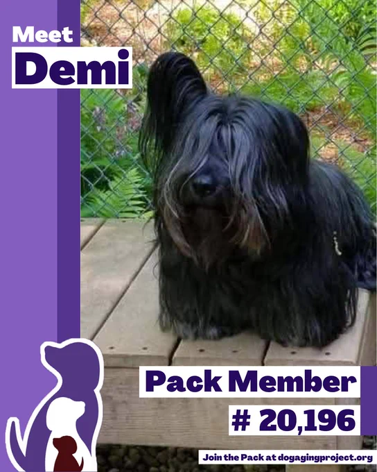 Pack Spotlight of Pack Member Demi with a shaggy black dog with long hair covering its face sits on a wooden platform outdoors. Text below reads Pack Member #20,196 - join the pack at dogagingproject.org