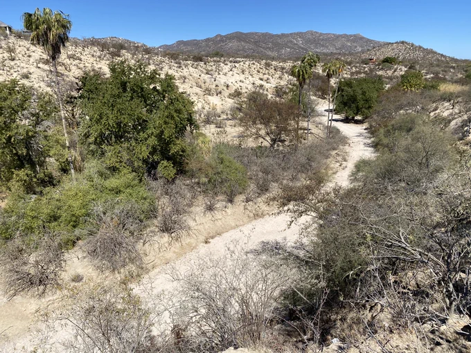 Dry desert wash in Baja California Sur, Mexico lined with scattered shrubs and a few tall trees against distant rocky hills (credit: Natalie Wilson).