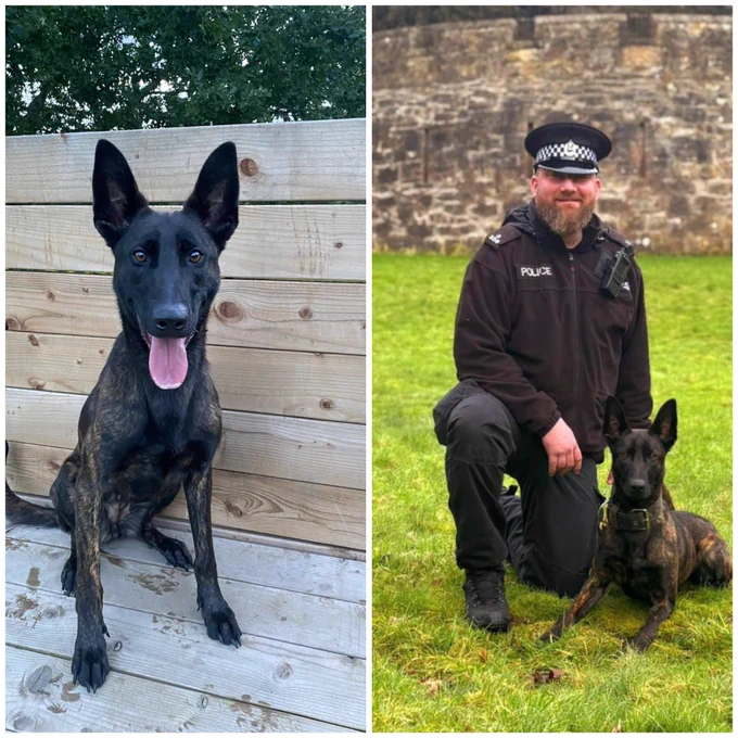 Split photo…left hand image of PD Bonnie, a brindle coloured Dutch Herder, sitting on a wooden platform facing the camera with a wooden plank background.  Right hand image of PD Bonnie as described previously, this time lying down on grass, facing the camera with her handler dresssed in police uniform kneeling next to her.